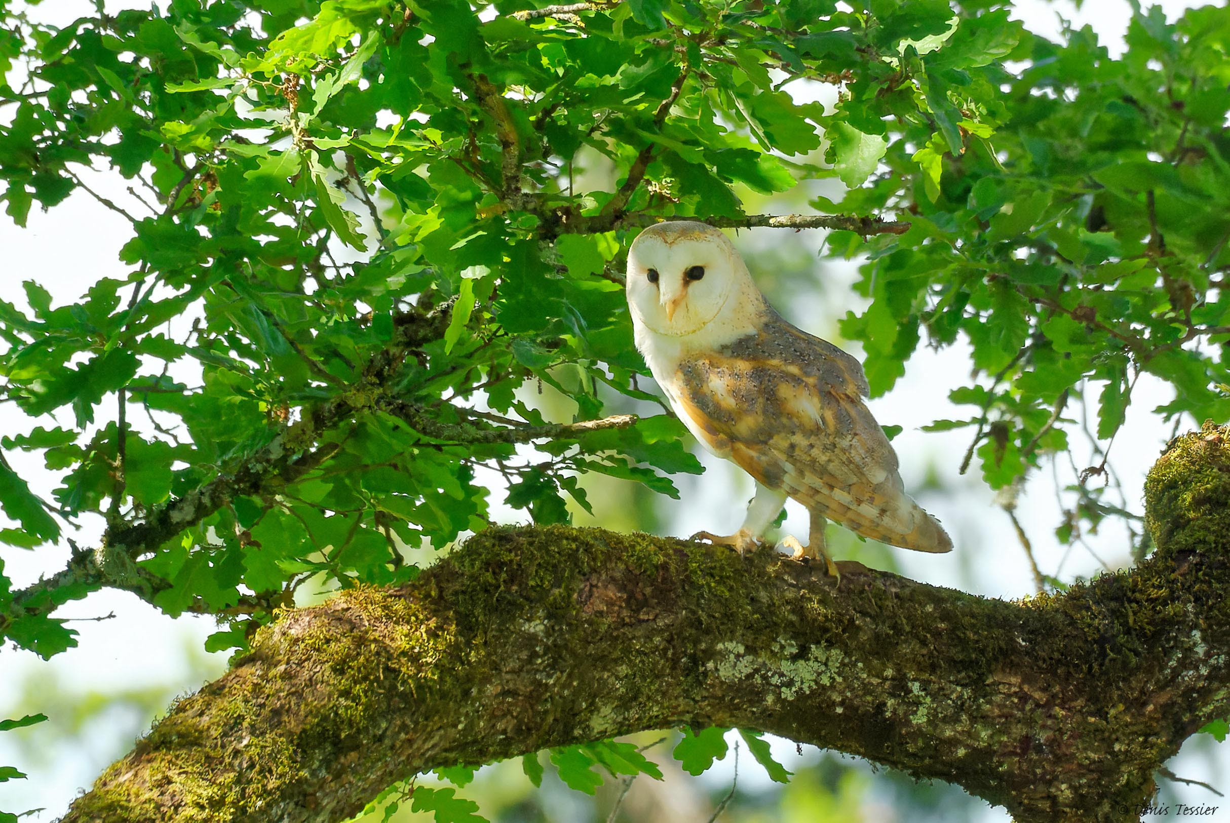 une chouette effraie des clochers, un oiseau parmi la biodiversité de la ferme